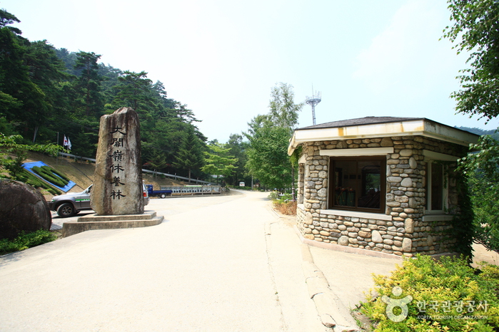 Daegwallyeong National Recreational Forest (국립 대관령자연휴양림) Daegwallyeong National Recreational Forest (국립 대관령자연휴양림)